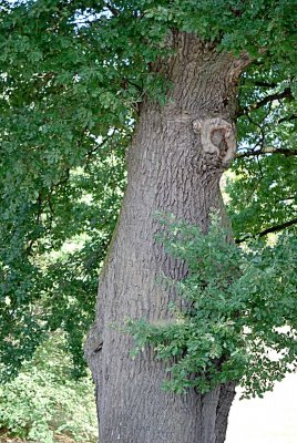 Quercus robur - dub letní - kmen (1)